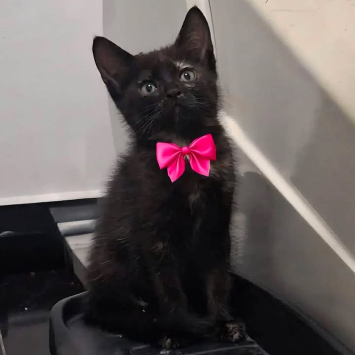 Linda gatita carey busca hogar en Pereira 