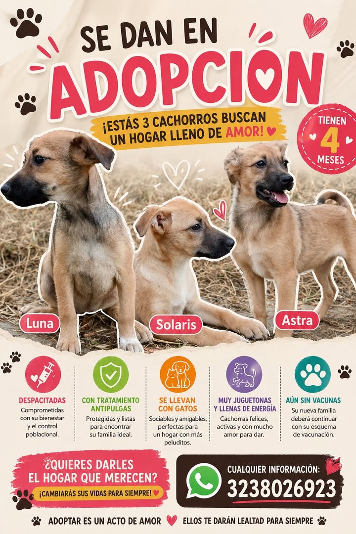 Cachorros en adopción en Manizales, Caldas 