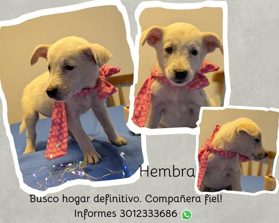 Cachorra de adopción en Tuluá, Valle 