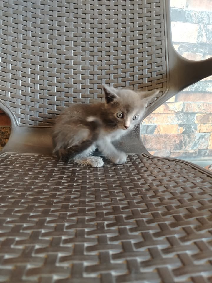 Adopción de gatitos en Bogotá y alrededores 