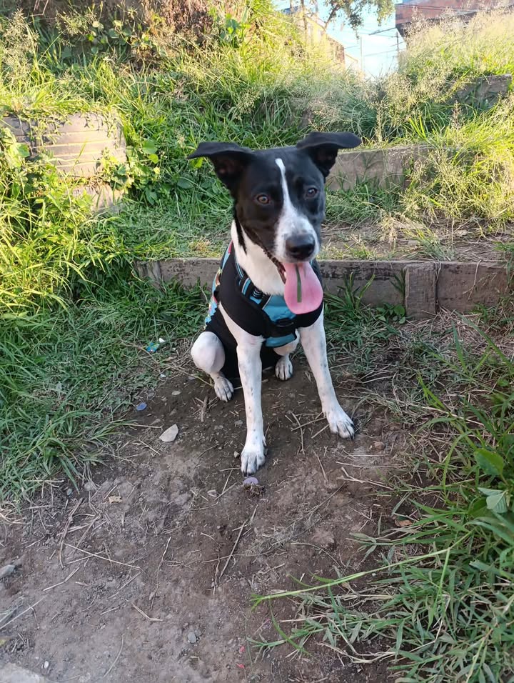 Perrita en adopción en Pereira, Risaralda 