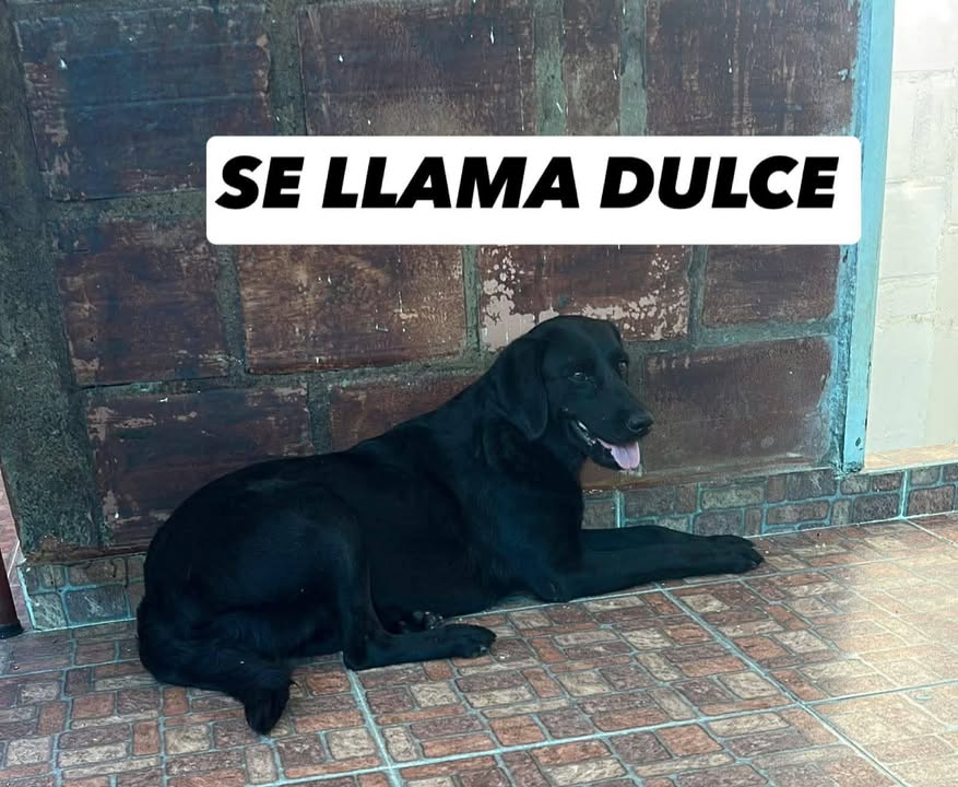 Perros en adopción en Tuluá, Valle 