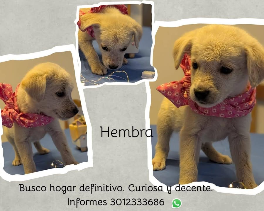 Cachorra de adopción en Tuluá, Valle 