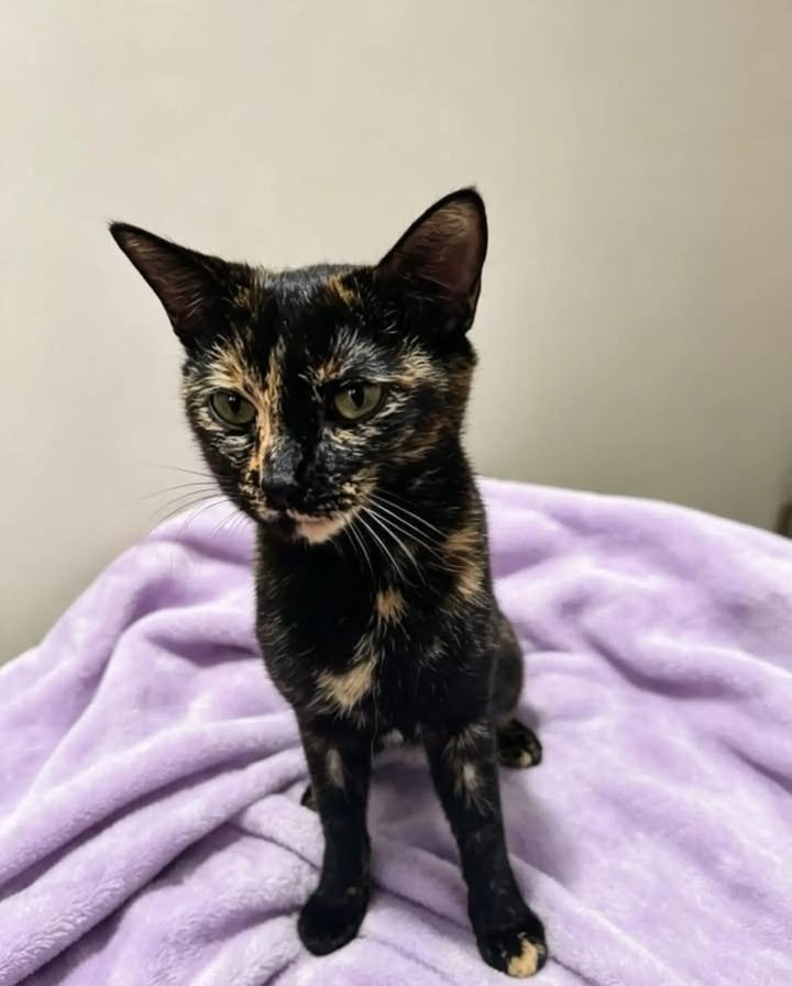 Gatita Carey de 6 meses en Adopción en Pereira 