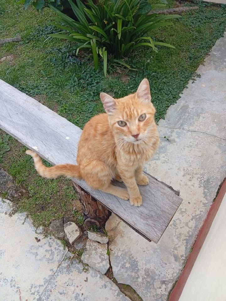 Gatito busca hogar en Amagá, Antioquia 