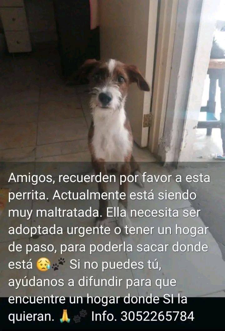 Perra de adopción urgente en Tuluá 