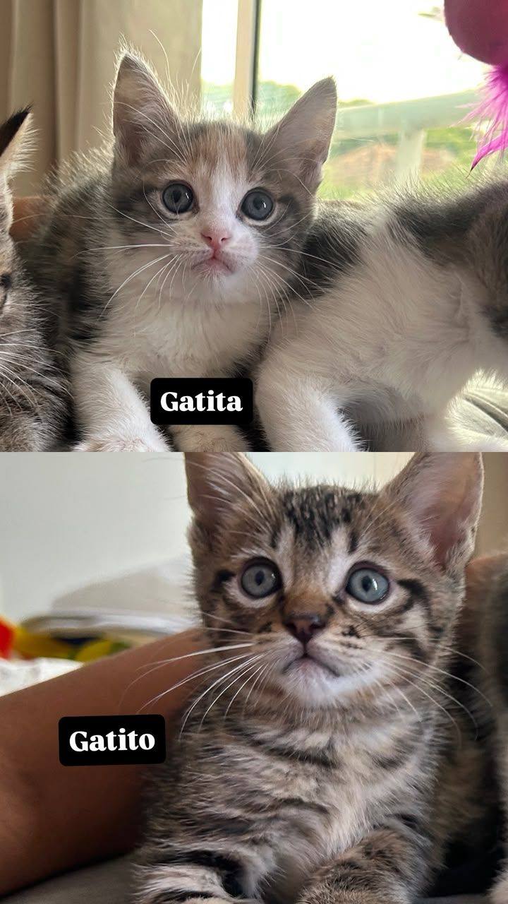 Adopta gatitos en Tuluá, Valle 