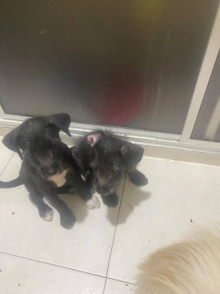 Cachorros en adopción responsable en Tuluá 