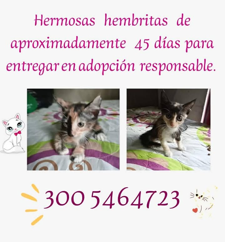 Gatito Macho en Adopción Responsable Pereira 