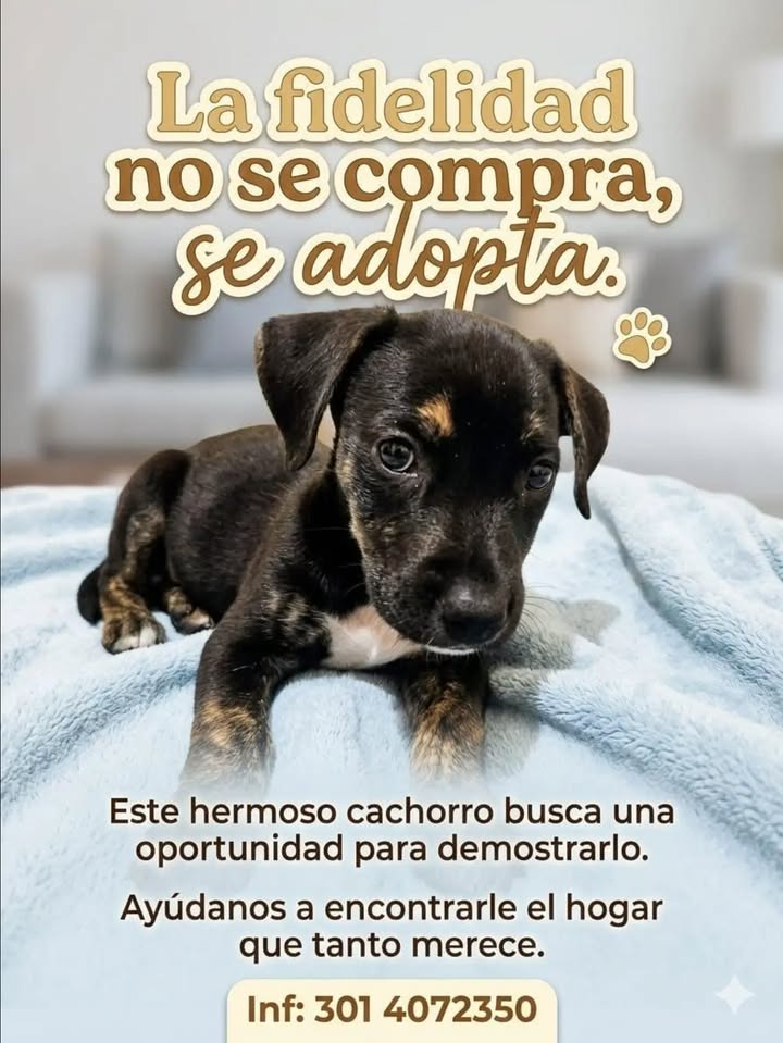 Hermoso cachorro busca hogar en Pereira 
