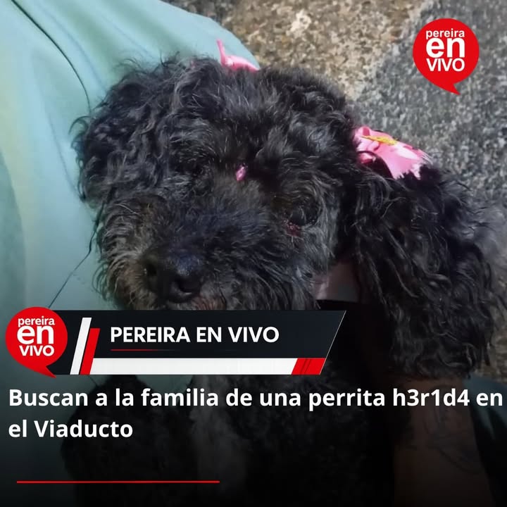 Buscan familia de perrita herida encontrada en el Viaducto de Pereira 