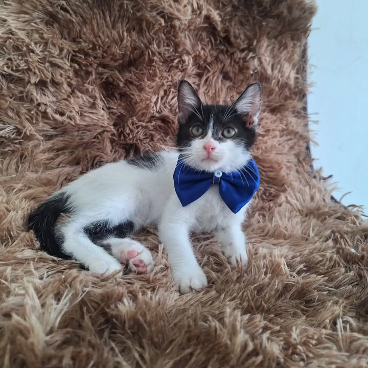 Lindos gatitos buscan hogar en Pereira 