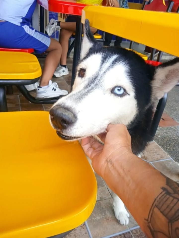 Husky tierno y cariñoso busca hogar en Pereira 