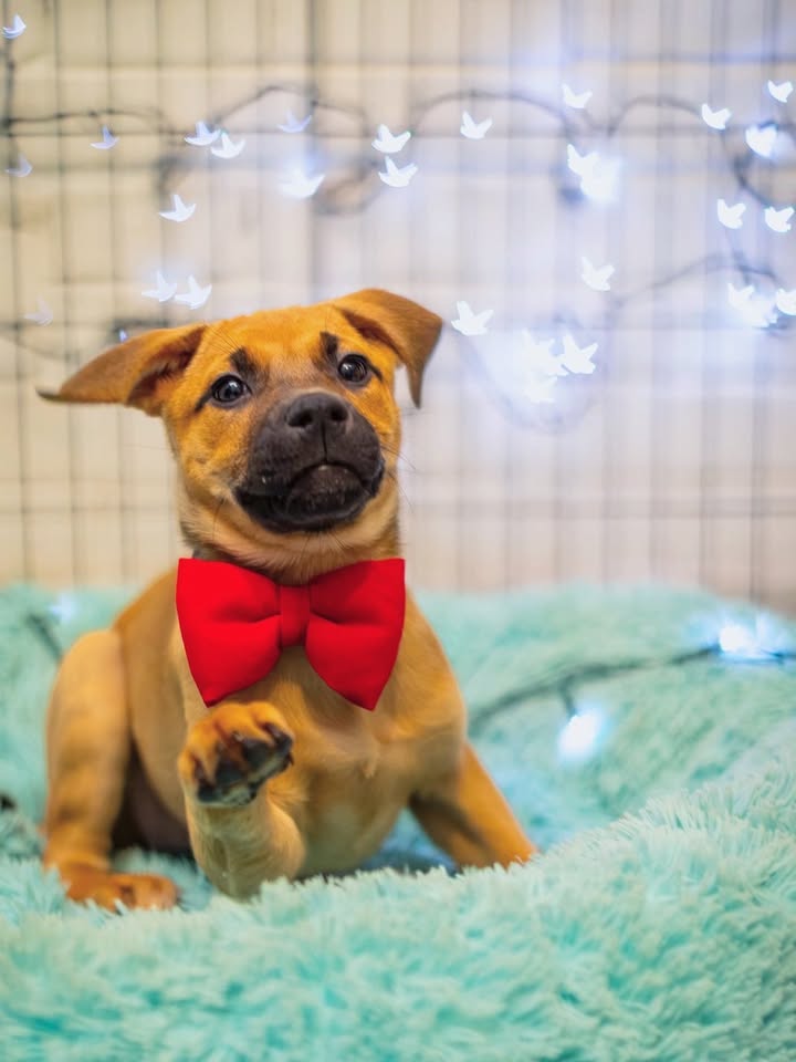 Adopta a Florecita, cachorra dulce y tierna en Bogotá 