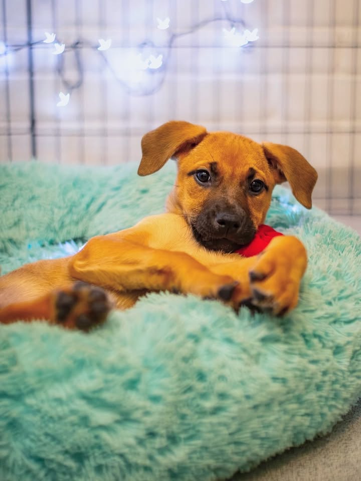 Adopta a Florecita, cachorra dulce y tierna en Bogotá 