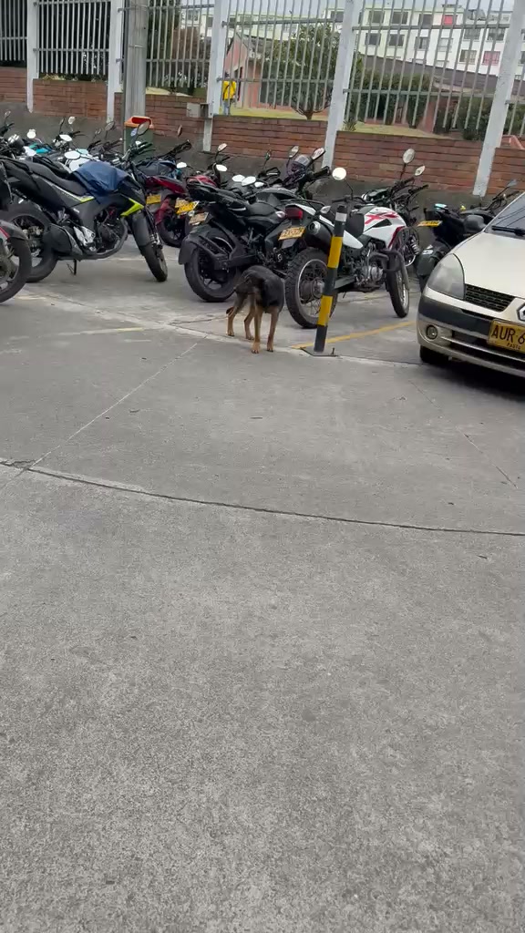 Perrita en adopción en Pasto, Nariño 