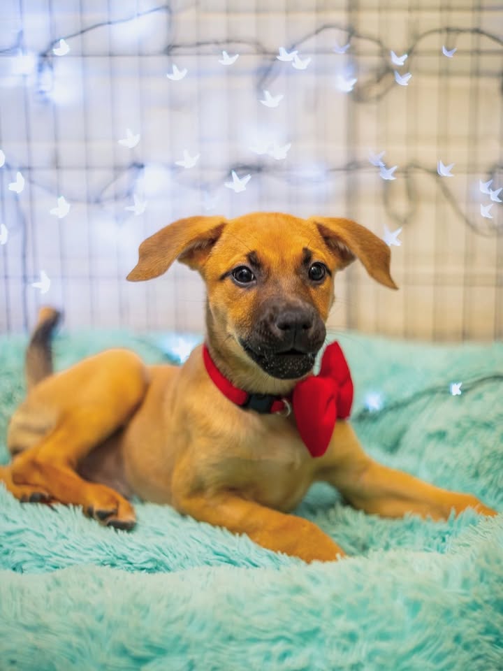 Adopta a Florecita, cachorra dulce y tierna en Bogotá 