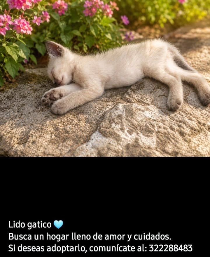 Lindo gatito busca hogar en Tuluá 