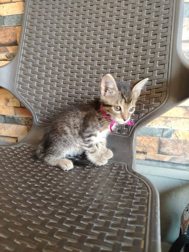Adopción de gatos y gatitos en Bogotá 