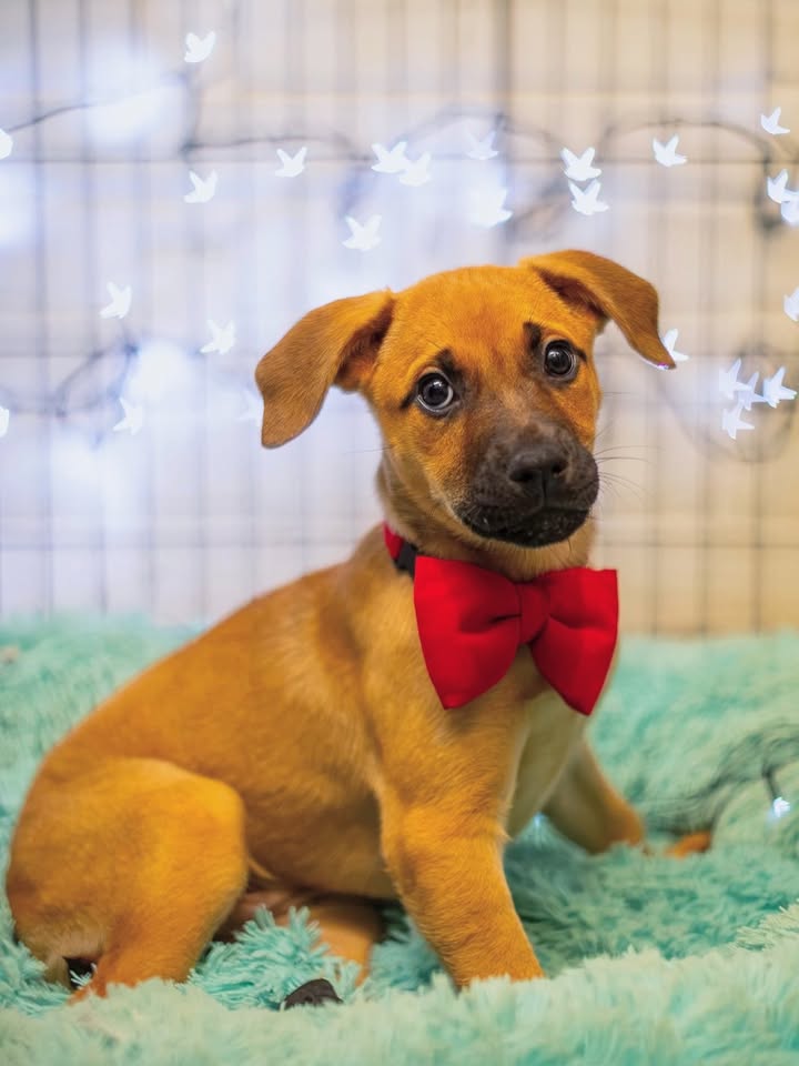Adopta a Florecita, cachorra dulce y tierna en Bogotá 