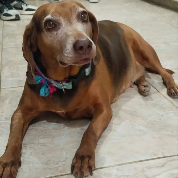 Perrita encontrada en Santa Rosa de Cabal, Risaralda 