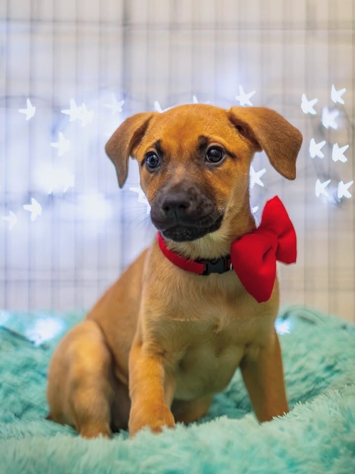Adopta a Florecita, cachorra dulce y tierna en Bogotá 