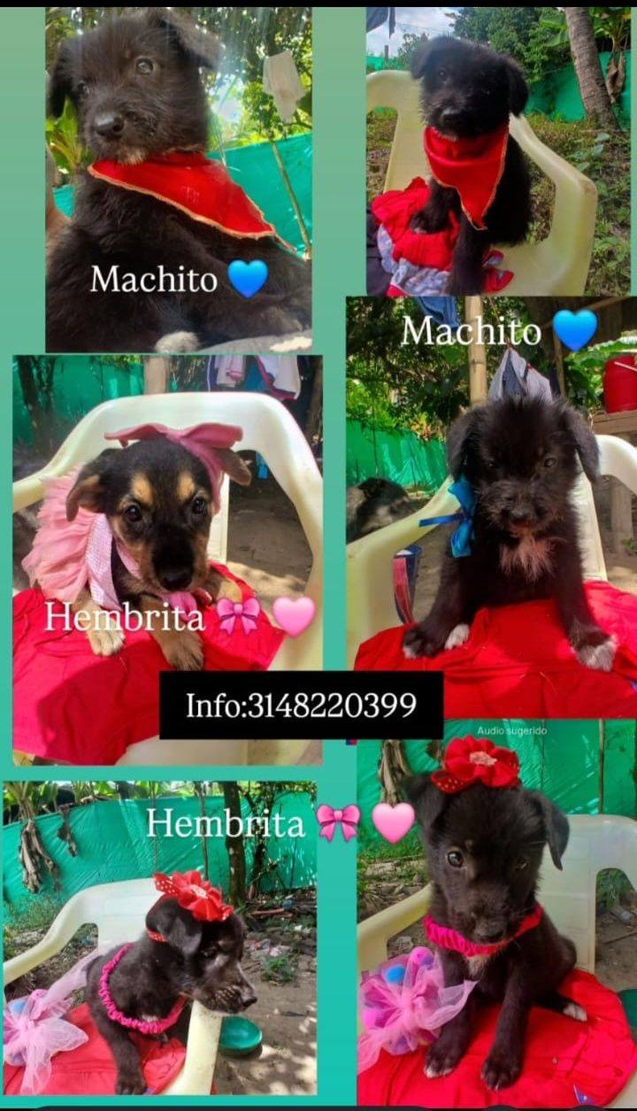 Adopción de cachorros en Tuluá, Valle 
