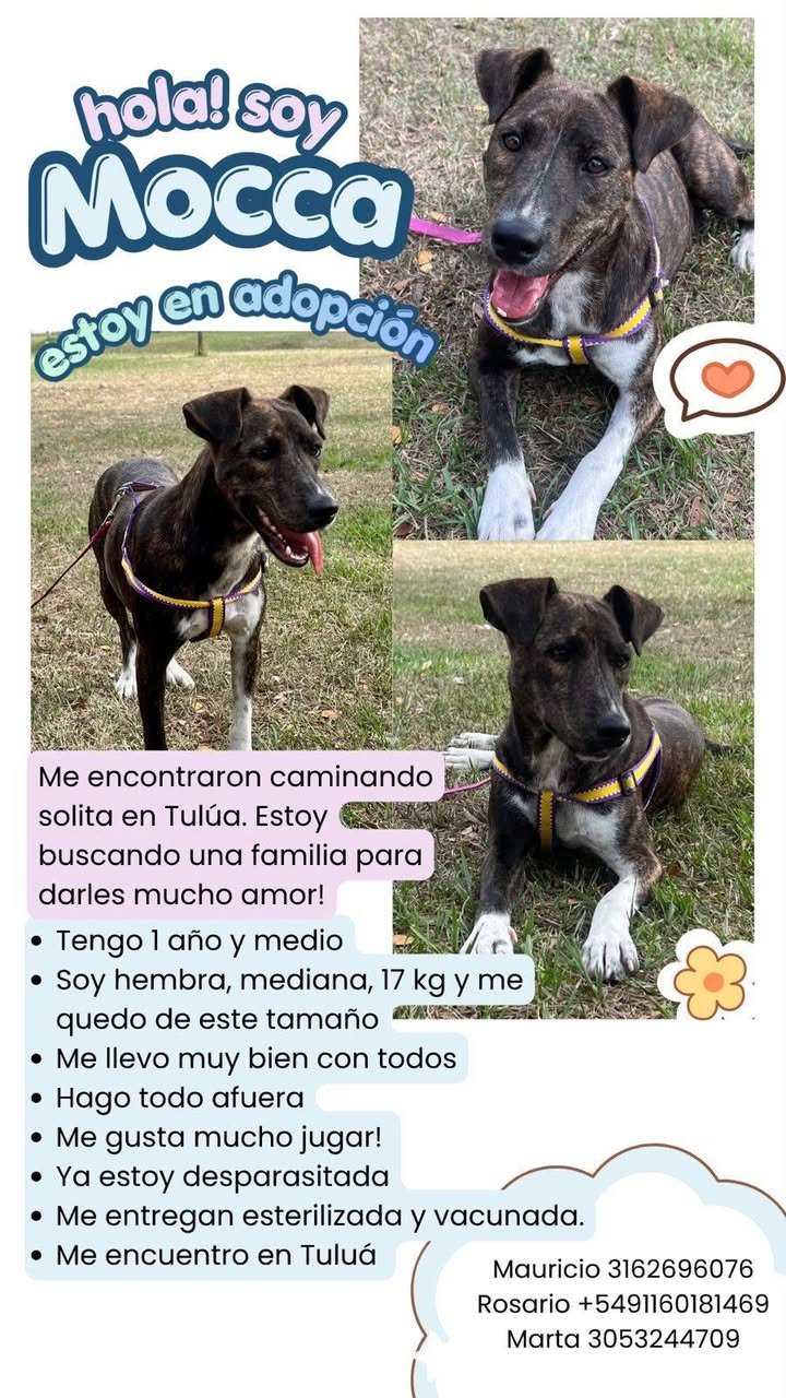 Perro Mocca en adopción en Tuluá 