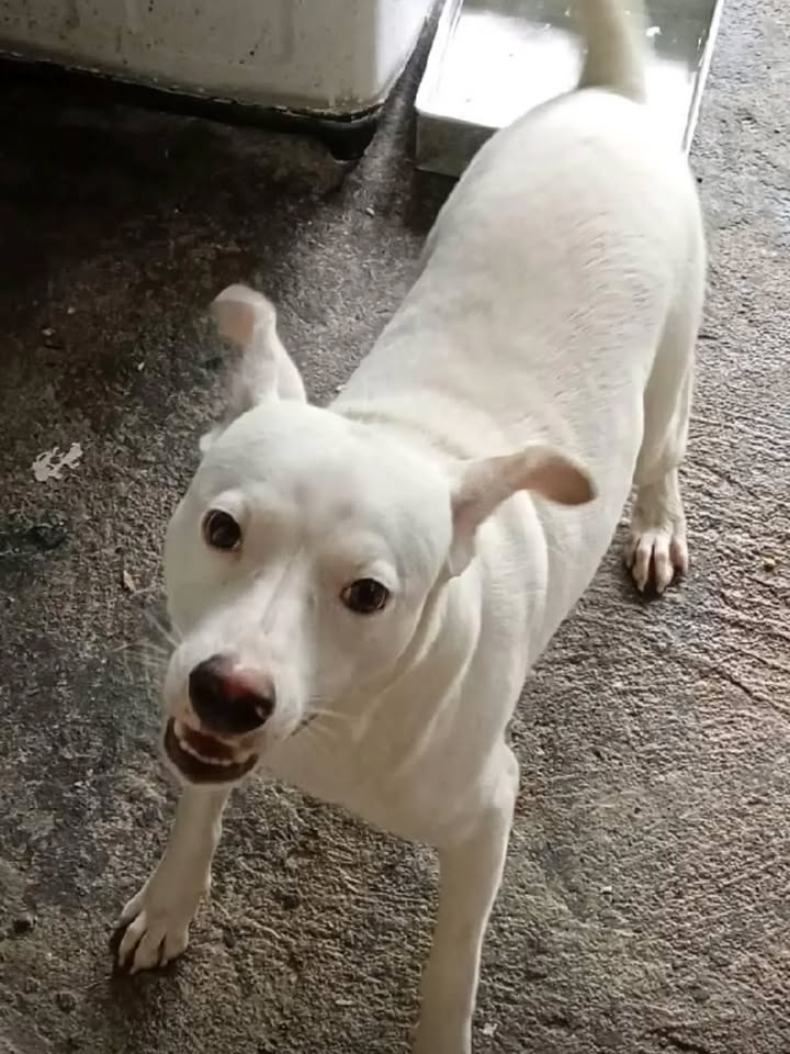 Perro joven busca hogar responsable en Pereira 