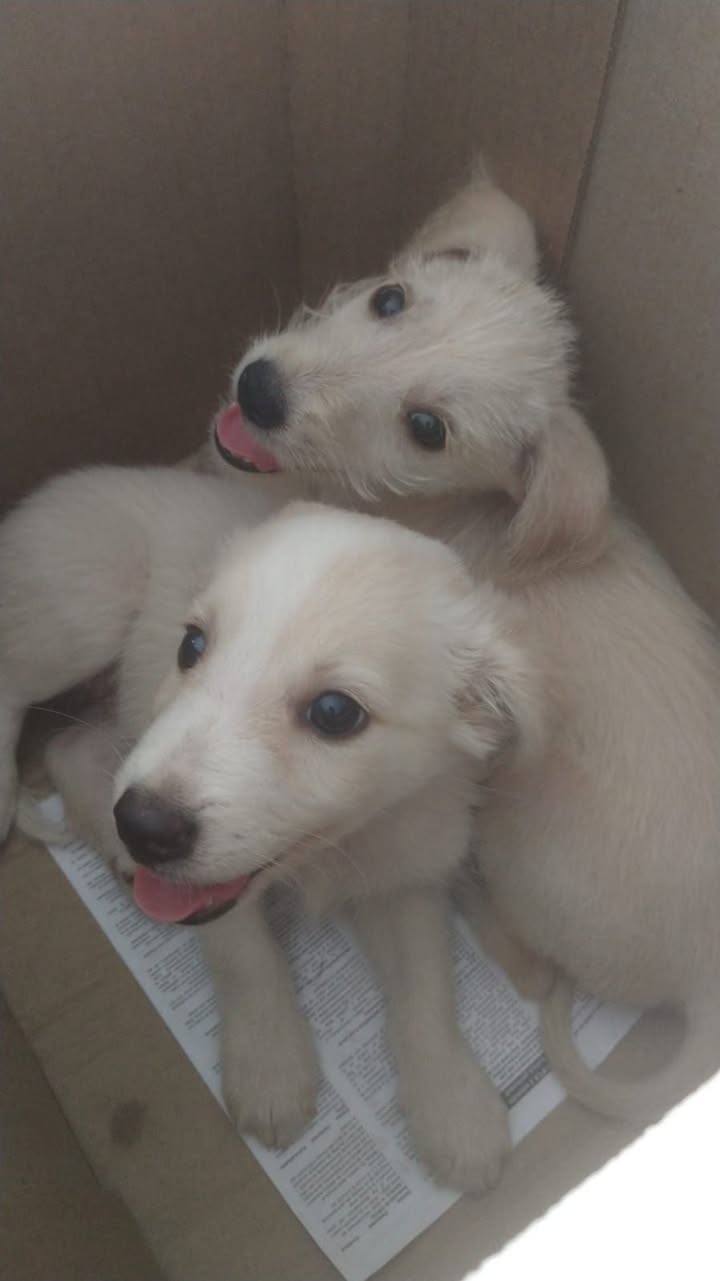 Adopción de cachorros en Tuluá, Valle 