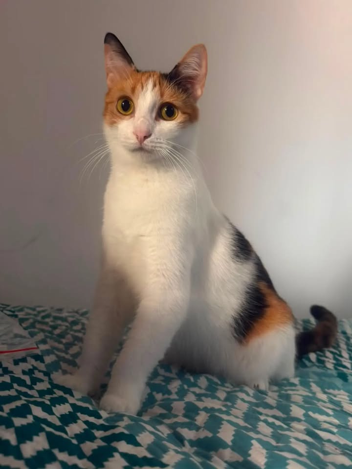 Gata en adopción en Pereira, Risaralda 