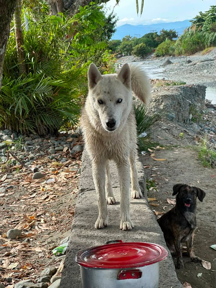 Perro Macho Busca Adopción Responsable en Tuluá 