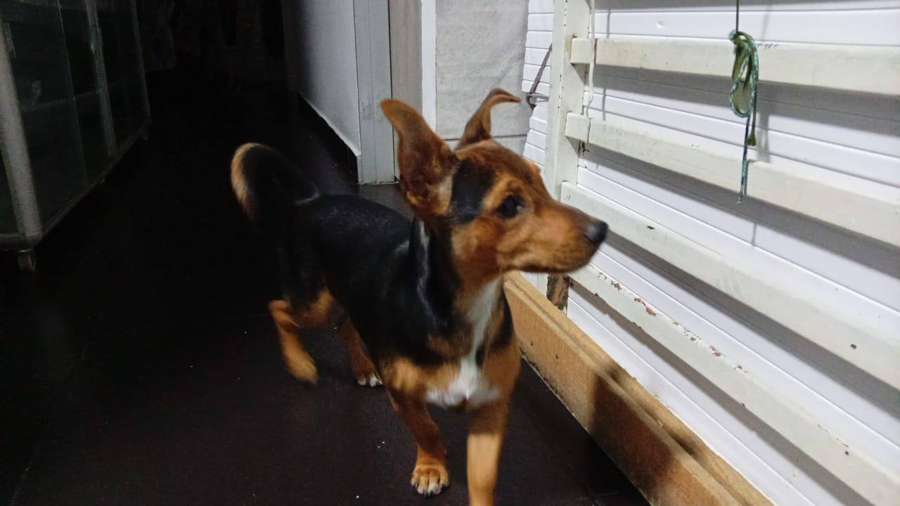 Perra encontrada en Tuluá, Valle - Buscando dueños 