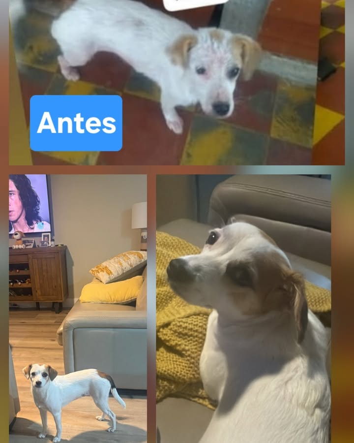 Adopción de Nieves: Perra buscado un hogar amoroso 