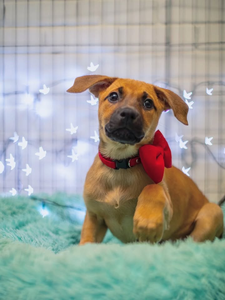 Adopta a Florecita, cachorra dulce y tierna en Bogotá 