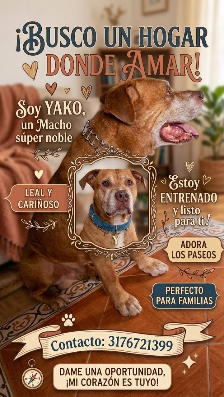 Adopta a Yako, perro de 5 años en Tuluá 