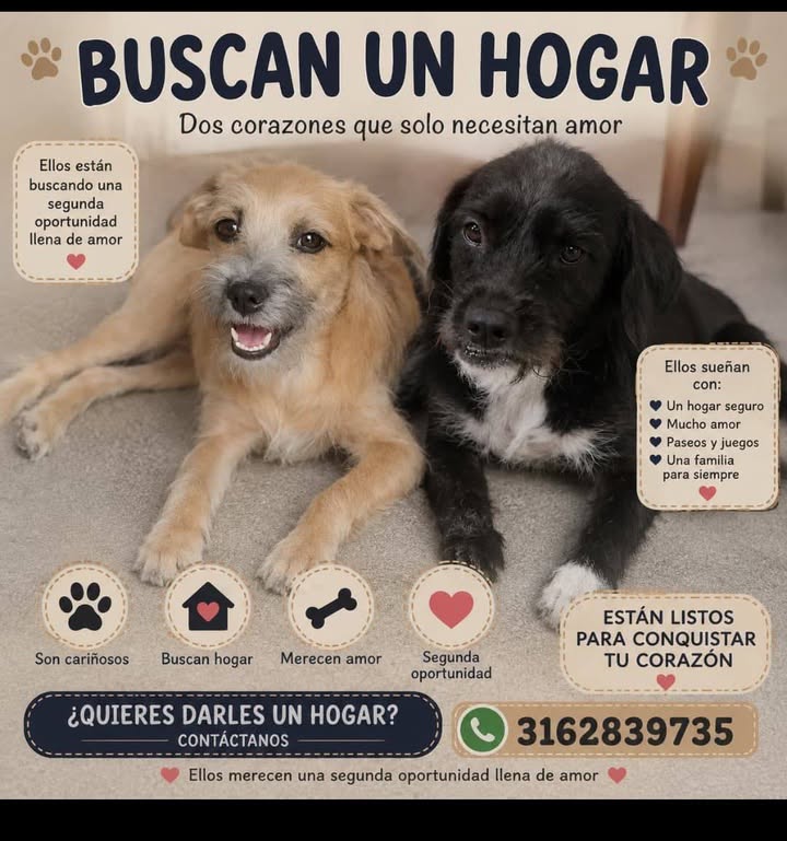 Buscan hogar dos perros en Tuluá 