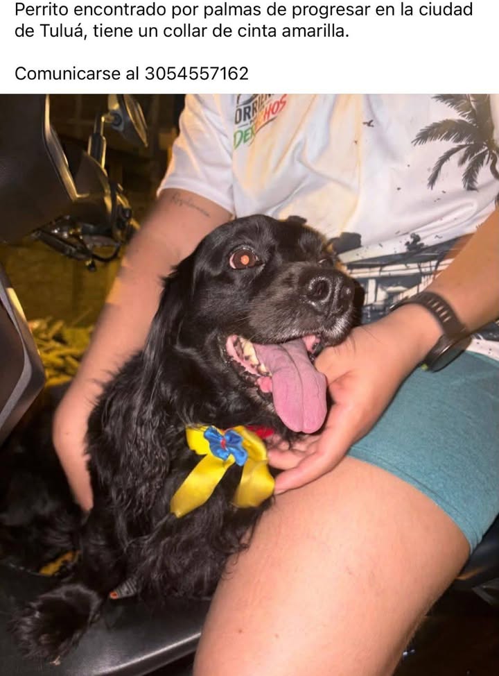 Perrito encontrado en Tuluá 