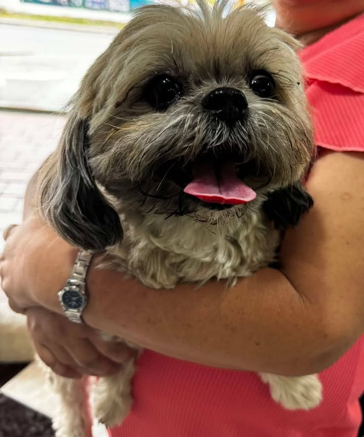 Perra Shih Tzu perdida en Tuluá 
