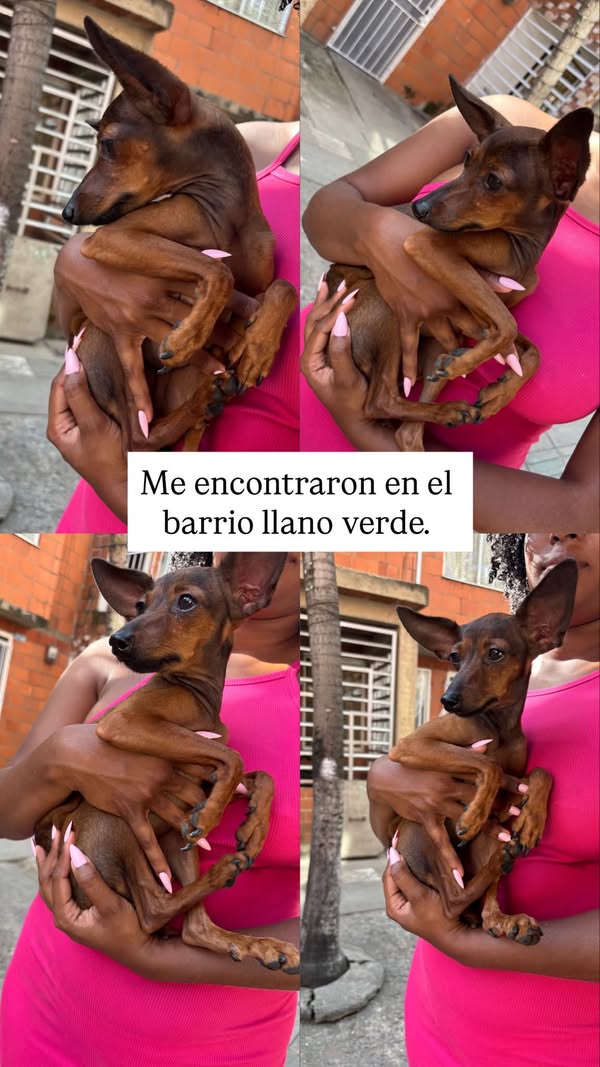 Perro encontrado en Llano Verde, Cali 