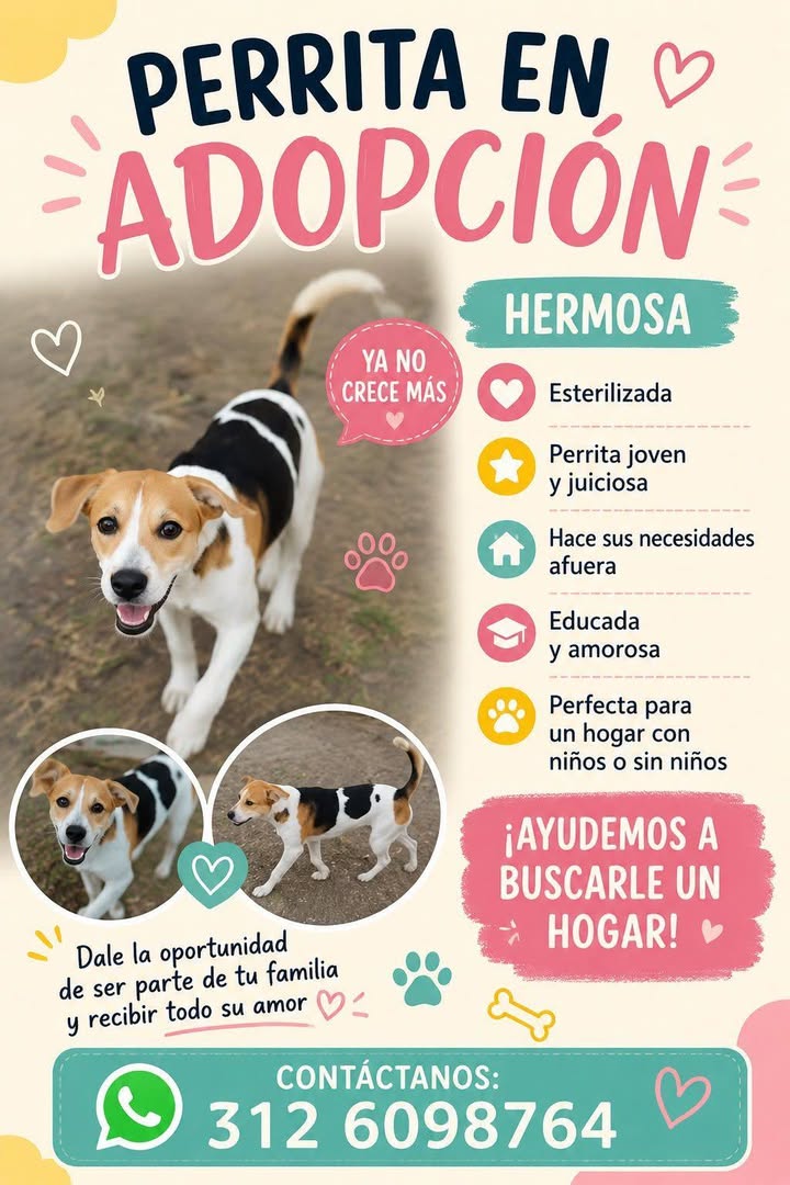 Perrita en Adopción en Tuluá 