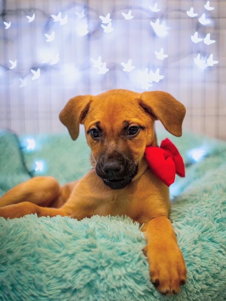 Adopta a Florecita, cachorra dulce y tierna en Bogotá 