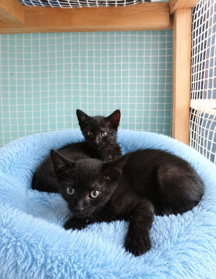 Gatitos negros en adopción en Neira, Caldas 