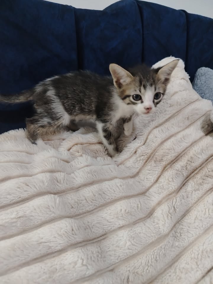 Adopción de gatos y gatitos en Bogotá 