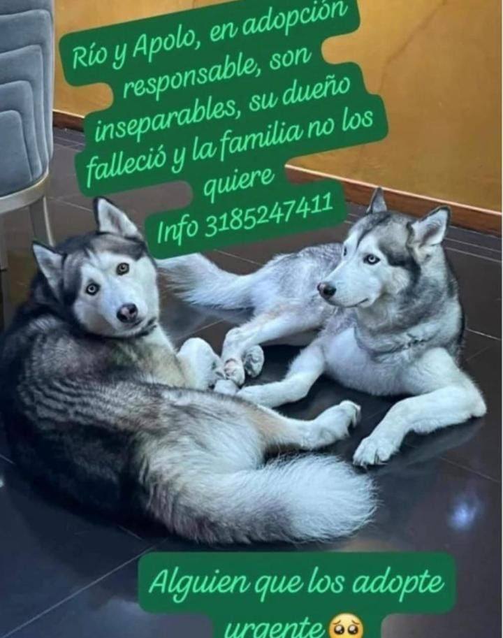 Adopción perros Husky Tuluá 