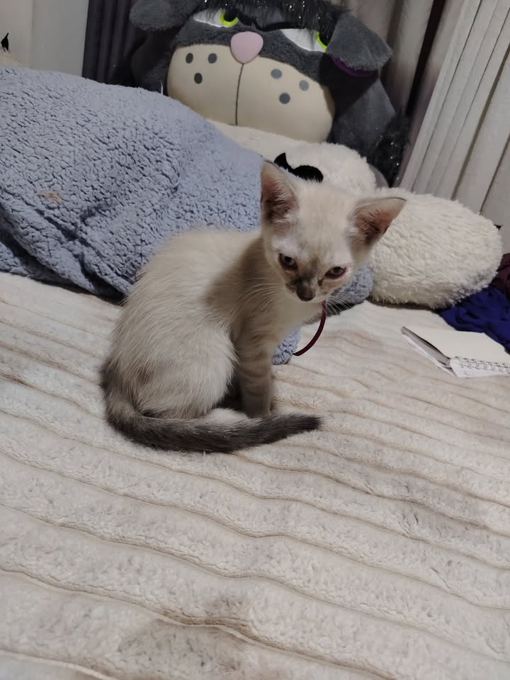 Adopción de gatos y gatitos en Bogotá 