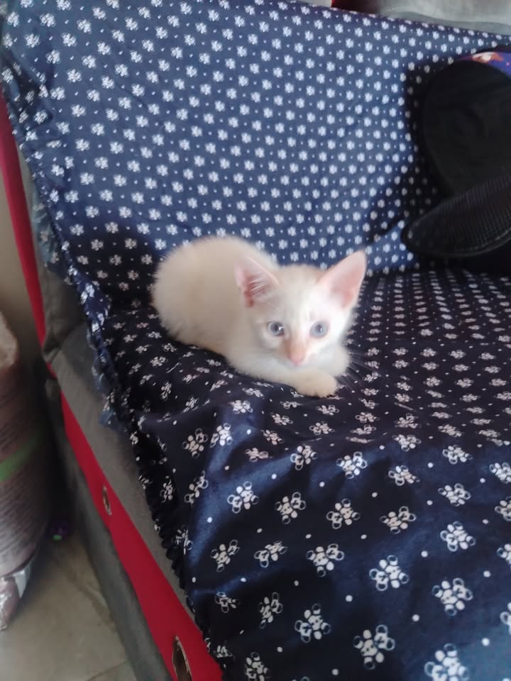 Adopción de gatos y gatitos en Bogotá 