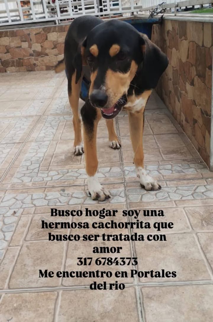 Adopción de cachorrita hermosa en Tuluá 