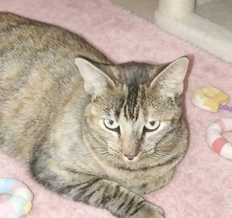 Gato pardo de un año busca hogar en Pereira 