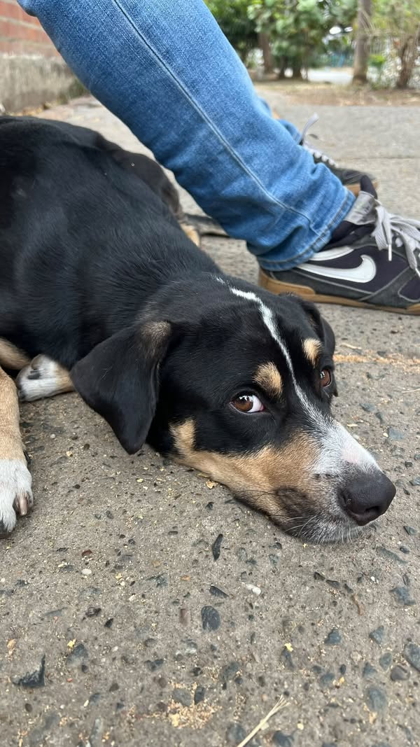 Perro encontrado en Cali buscando a su dueño 